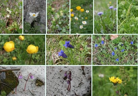Ein buntes Bukett von Blumen
