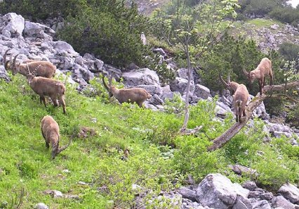Gruppe von Steinb&ouml;cken