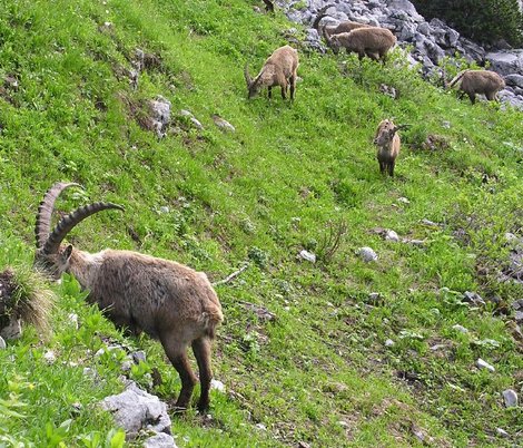Gruppe von Steinb&ouml;cken