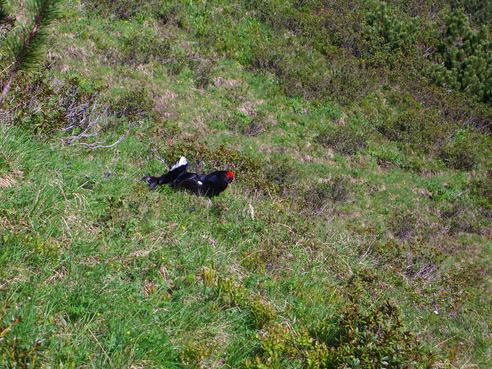 So einen Birkhahn trifft man auch nicht oft